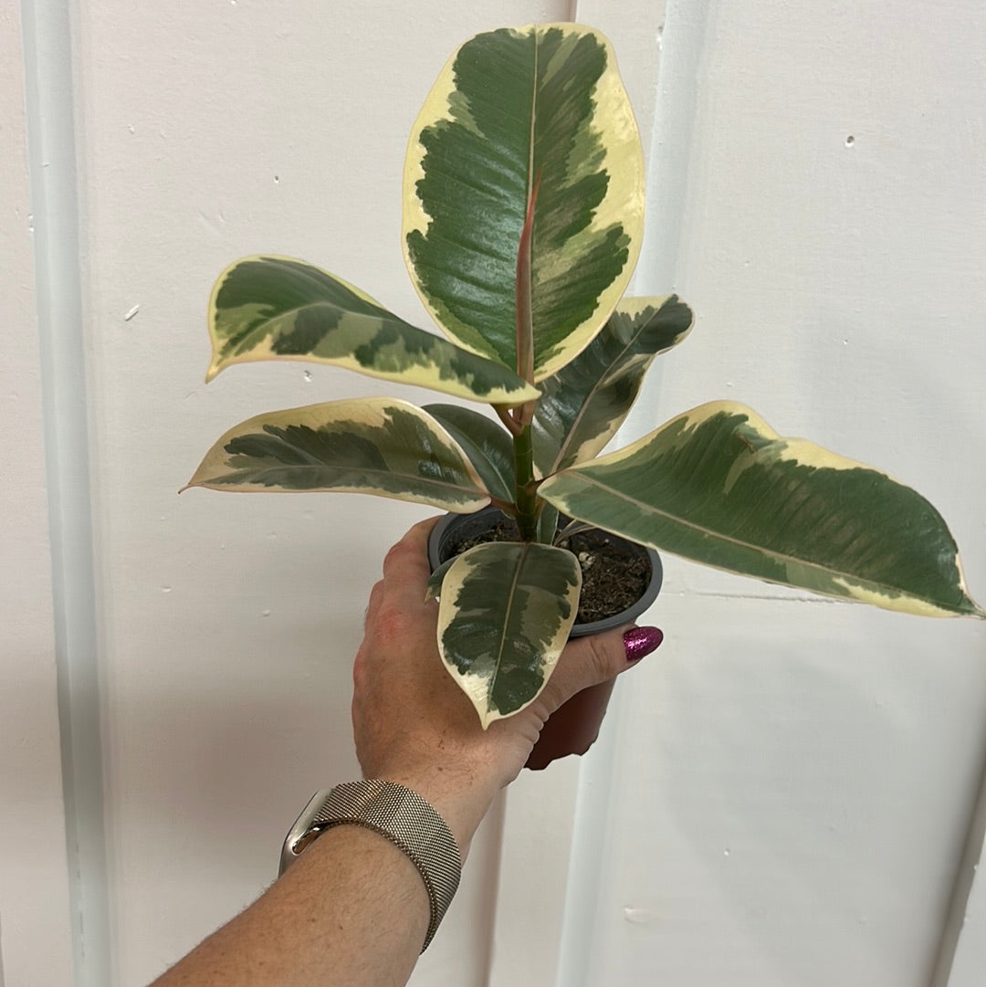 Ficus 4”