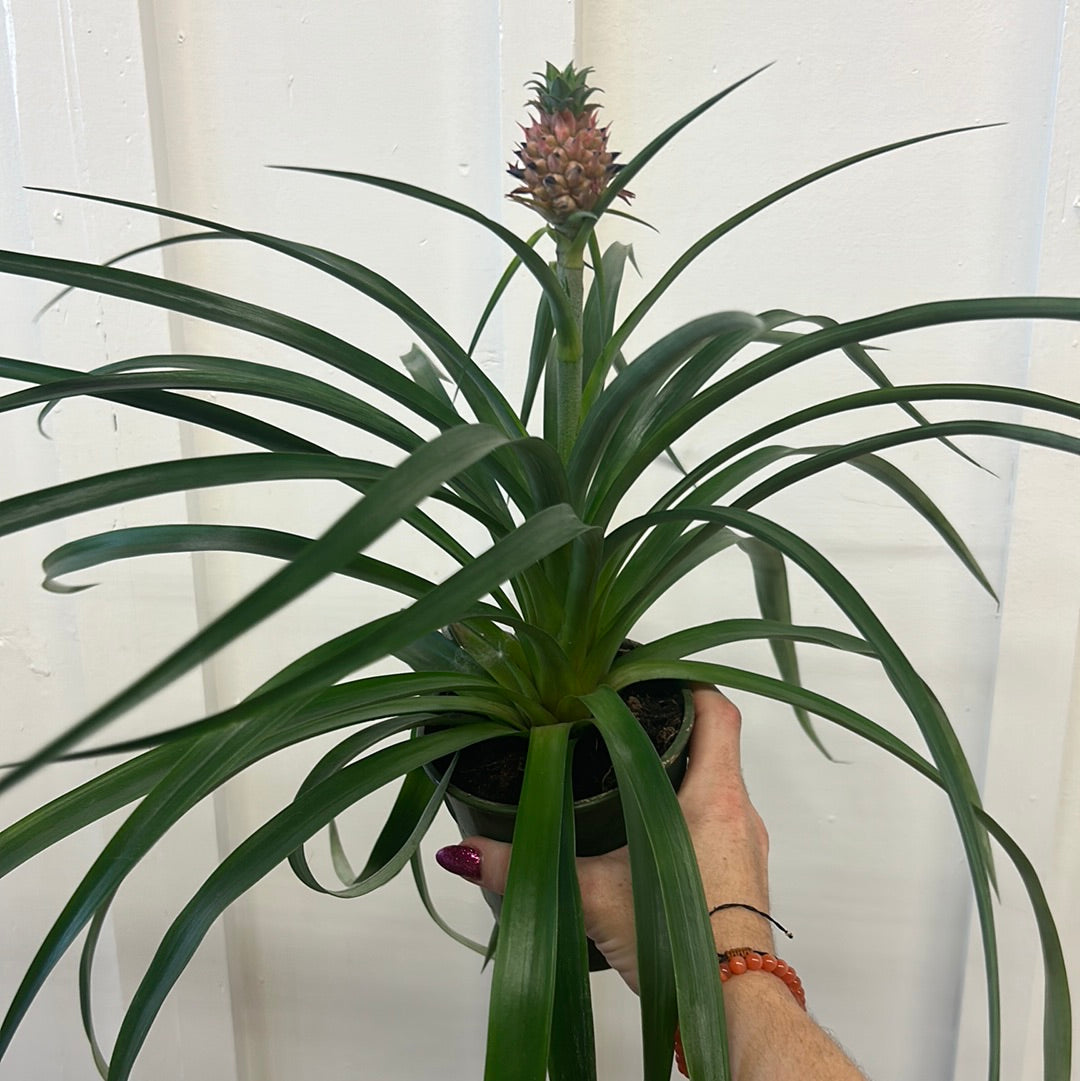 mini me pineapple plant Pineapple with 'Mini Me' fruit 5” – Laurel & Lace