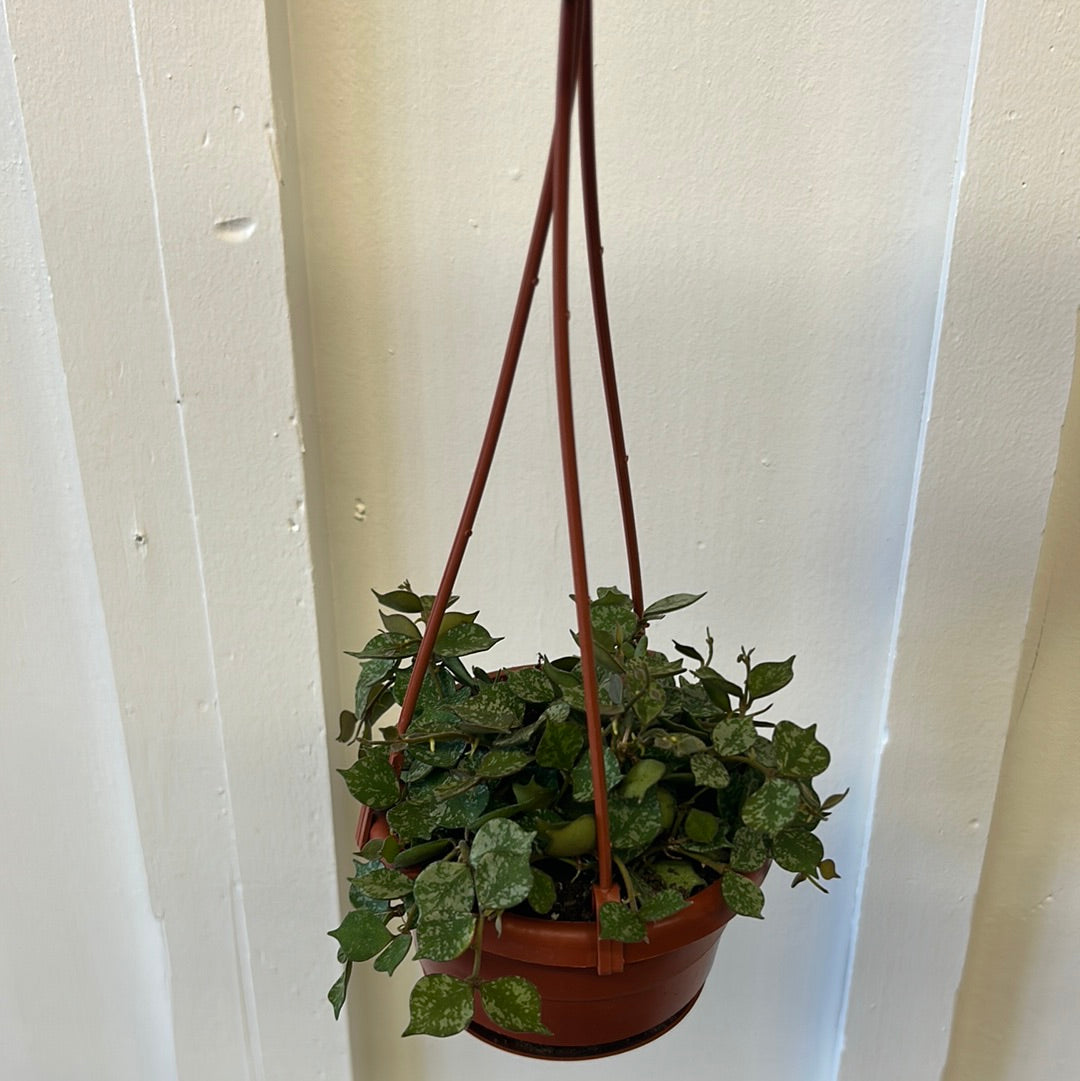 Hoya, 4” hanging basket