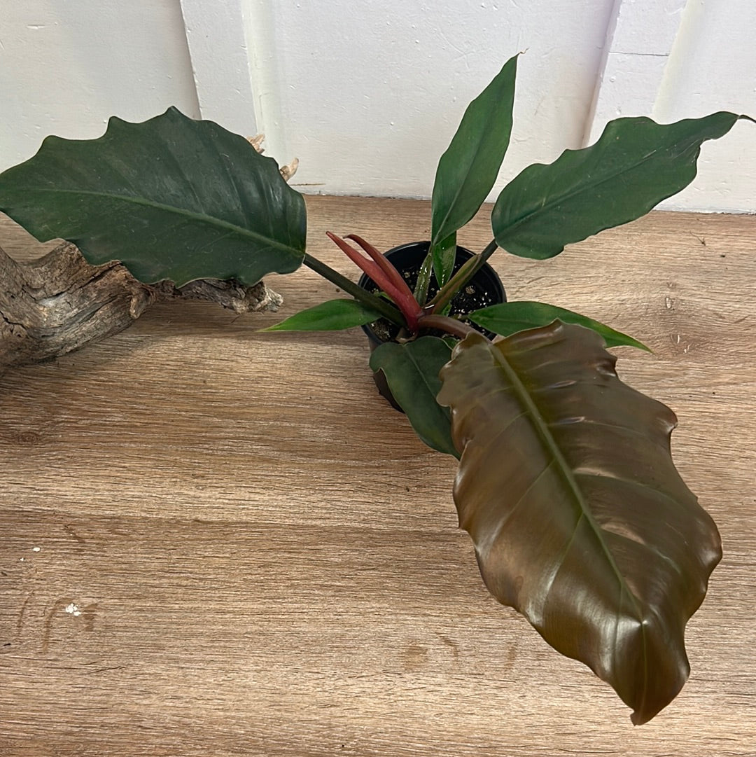 Philodendron 4”