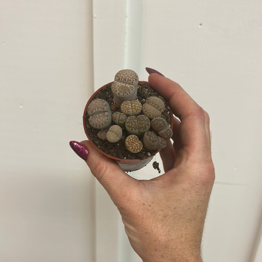 Lithops 2.5”