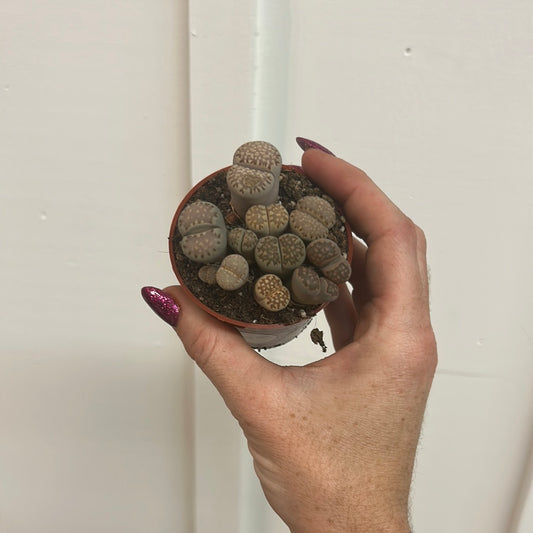 Lithops 2.5”
