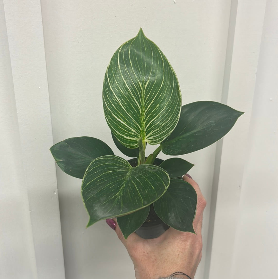 Philodendron 4”