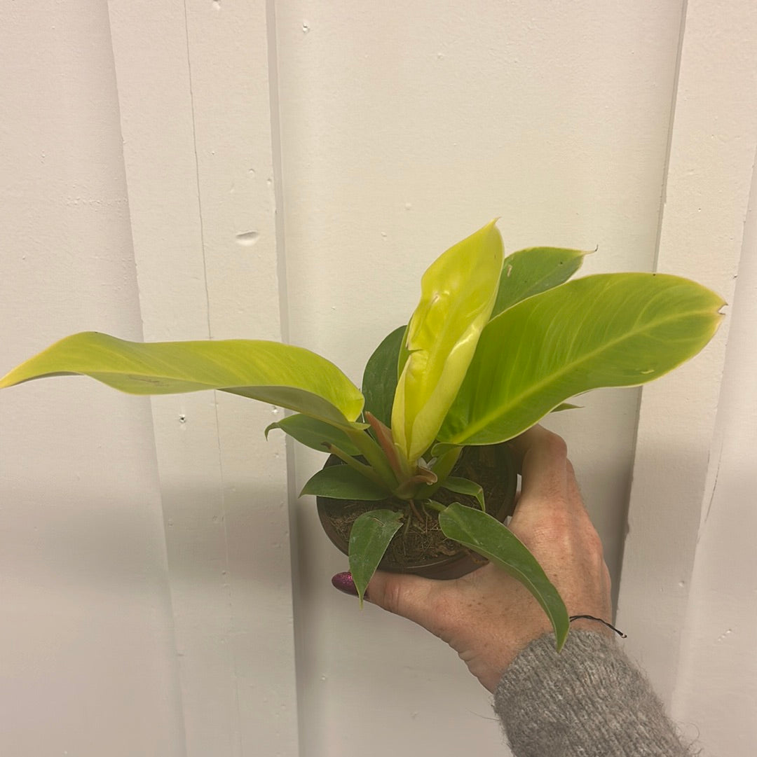 Philodendron 4”