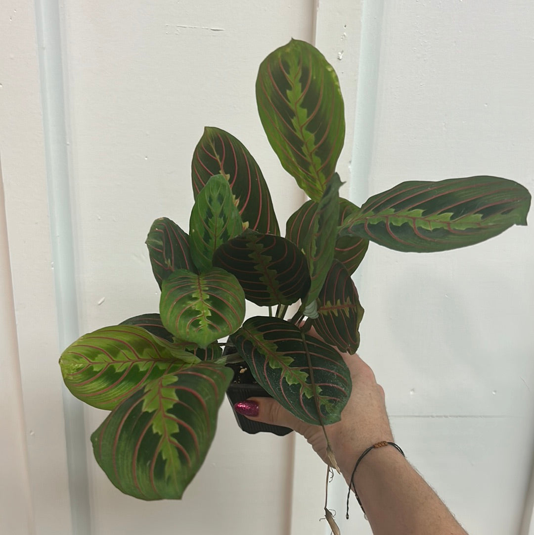 Calathea 2.5”