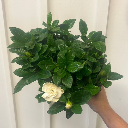Gardenia, 6” bush