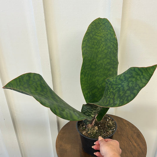 Whale Fin Snake Plant, 6”