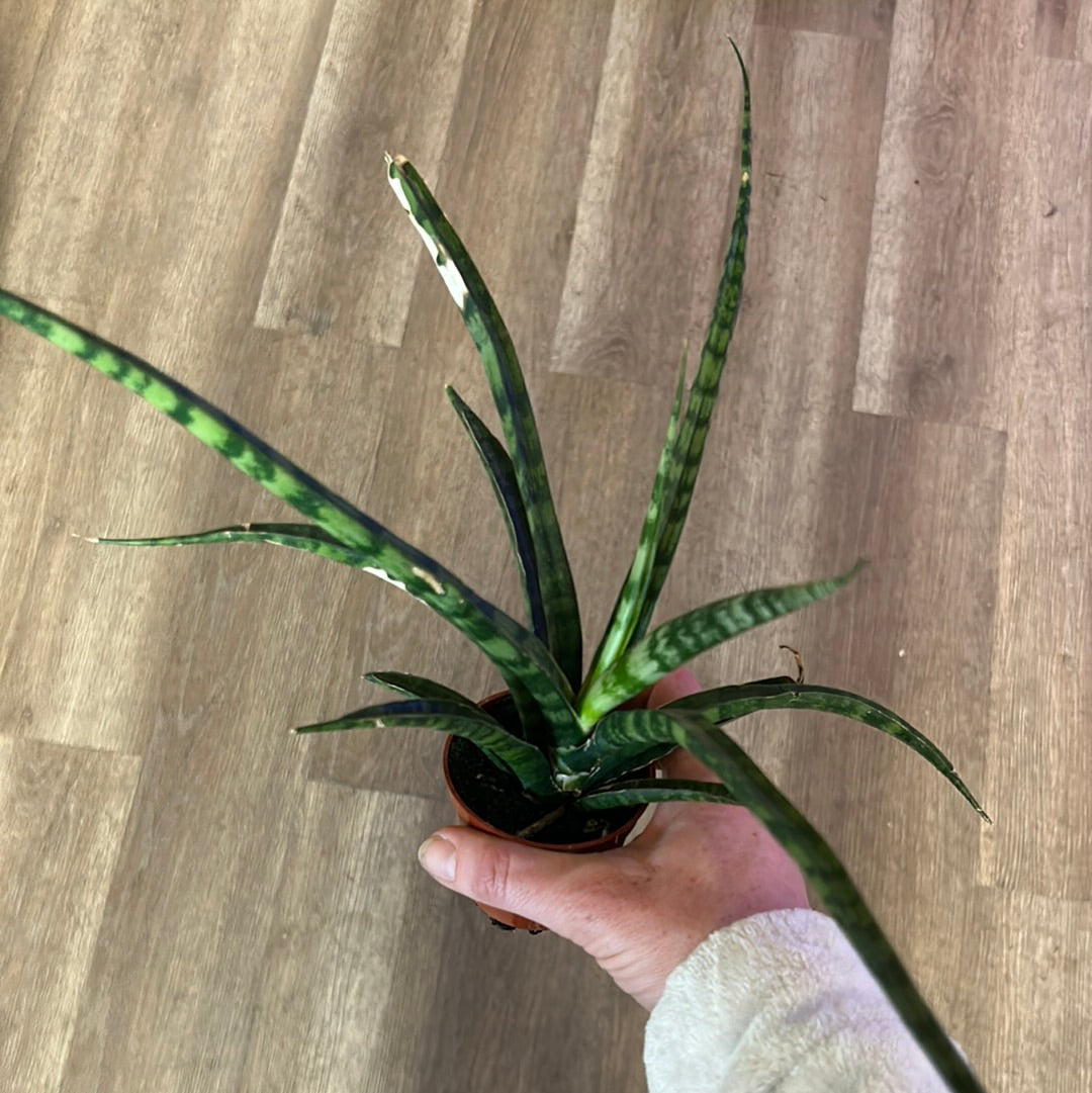 Snake plant, small