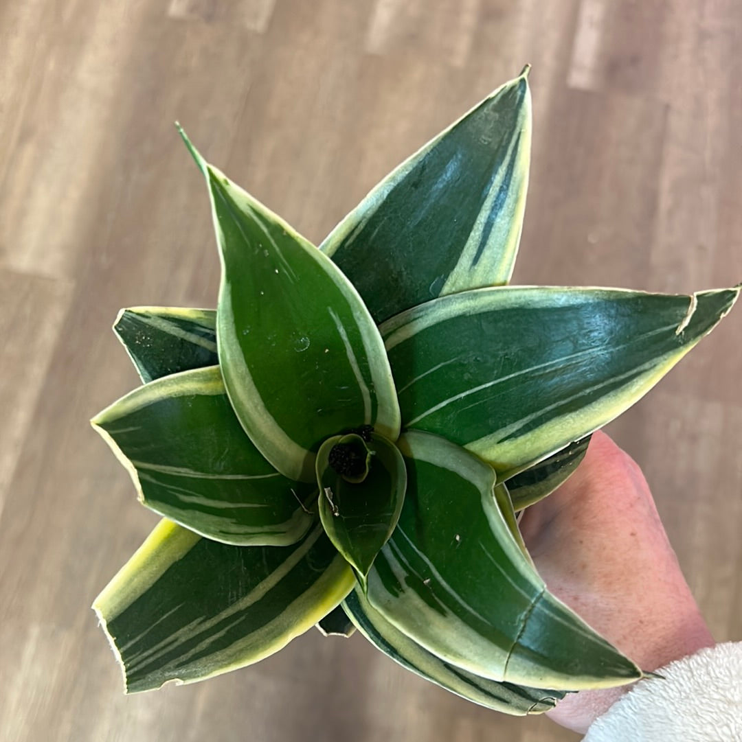 Snake plant, small