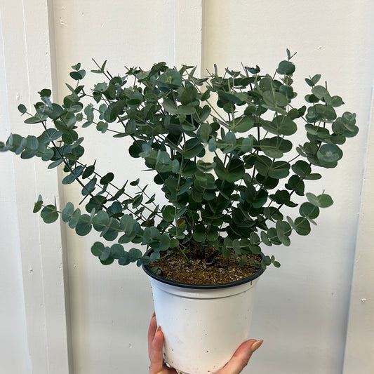 Eucalyptus, 6”