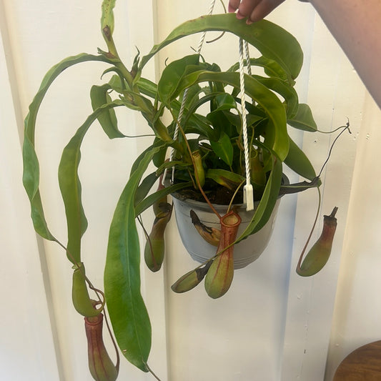 Pitcher plant, 6” hanging basket