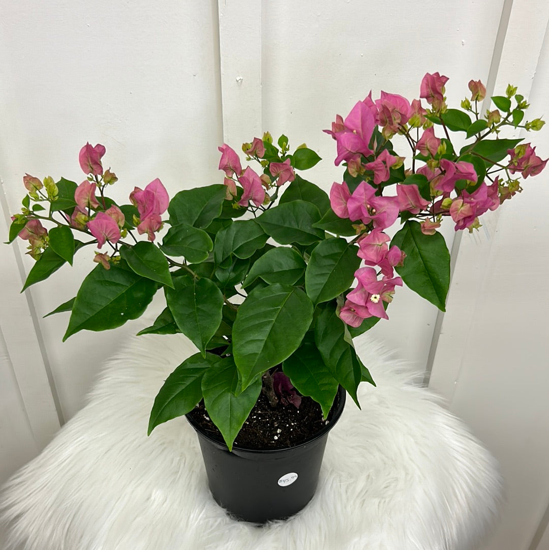 Bougainvillaea Bush, 6”