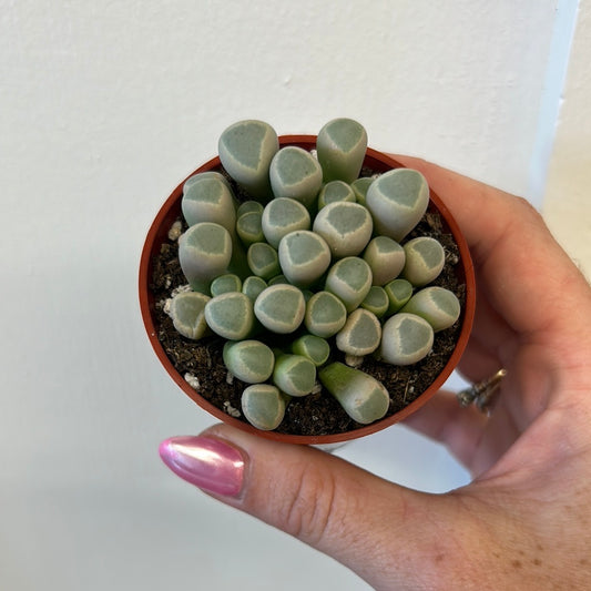 Baby toes, 2.5”