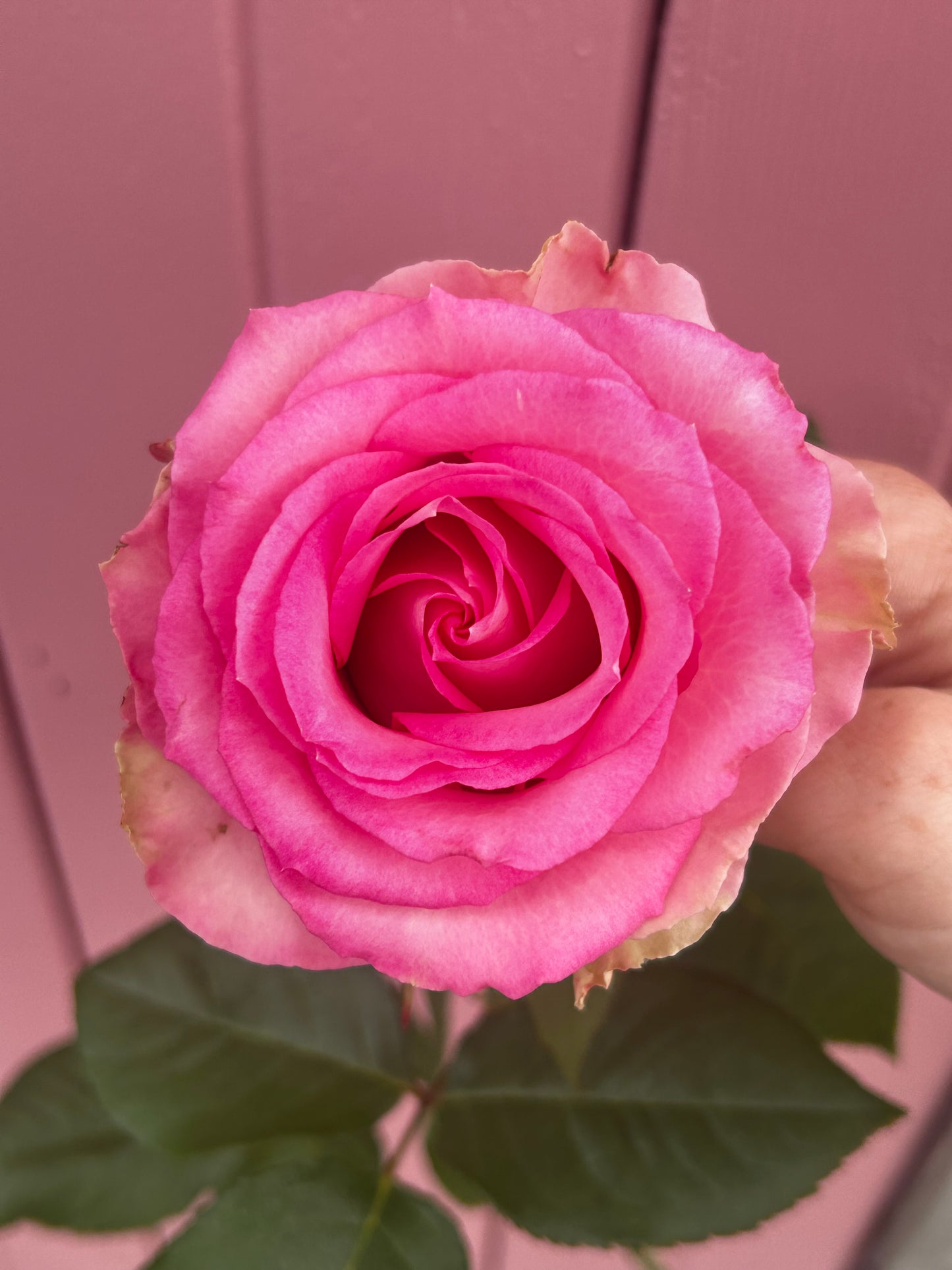 The Saint Rose Arrangement (rose bouquets)