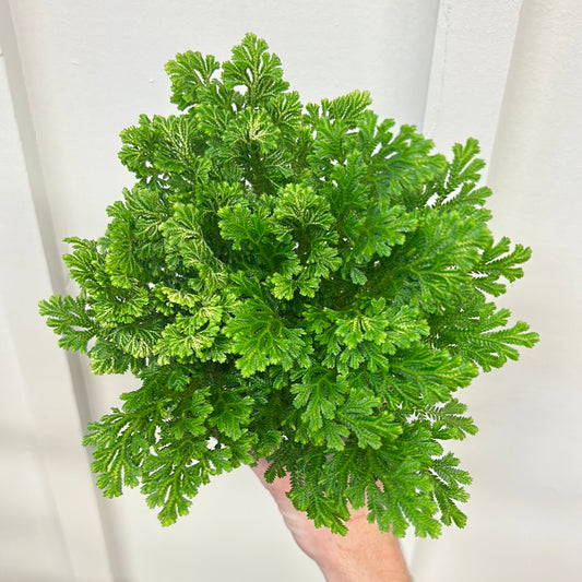 Frosty Fern, 4”
