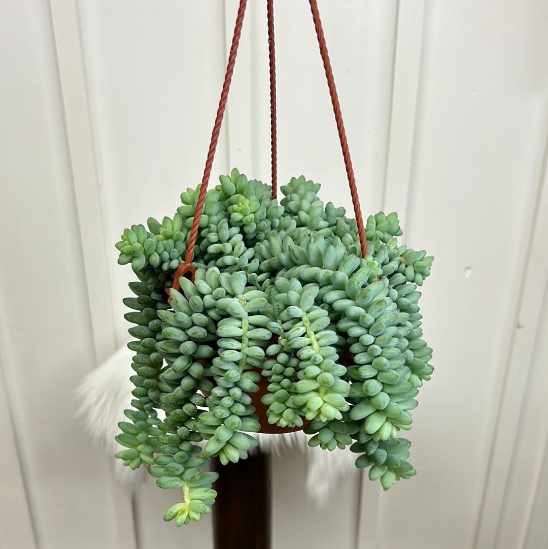 Burritos Morganianum, 6” hanging basket