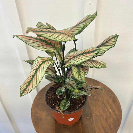 Calathea White Star 6”