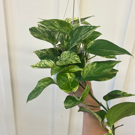 Pothos, 4.5” hanging basket