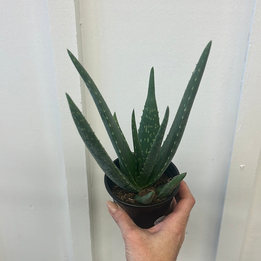 Aloe Vera, 4”