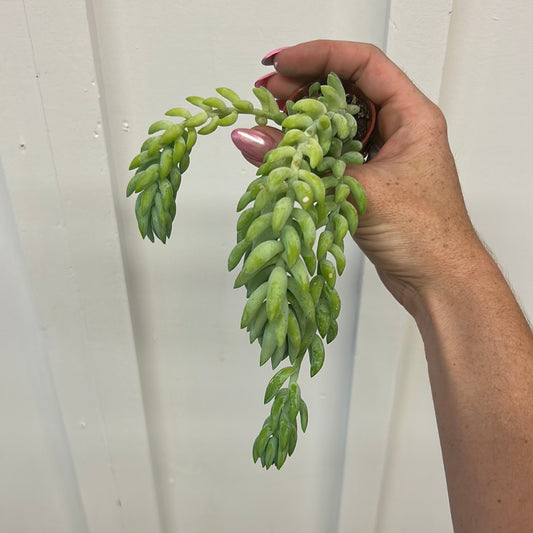 Burro’s Tail, mini
