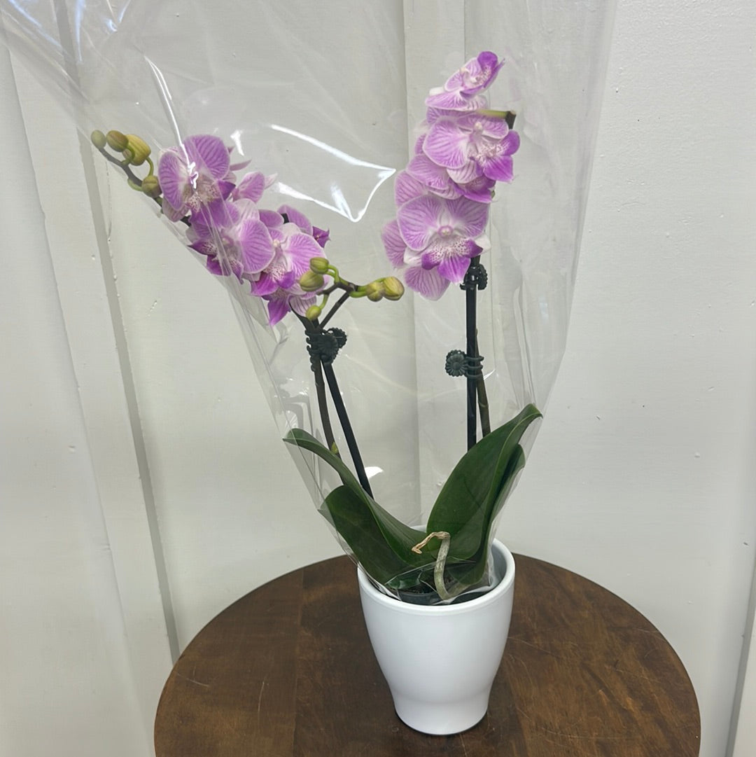 Orchid with ceramic pot, 5” assorted colours