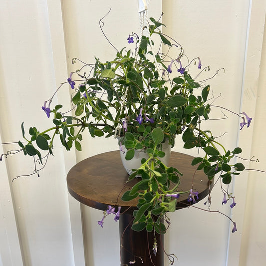 Streptocarpus, 6” hanging basket