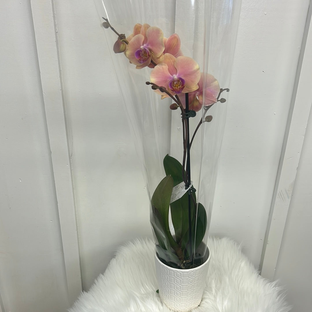 Orchid with ceramic pot, 5” assorted colours