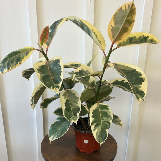 Ficus, 6”