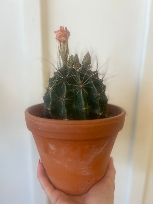 6” Cactus in Clay Pot