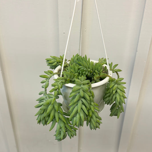 Assorted Succulent, 4.5” hanging basket