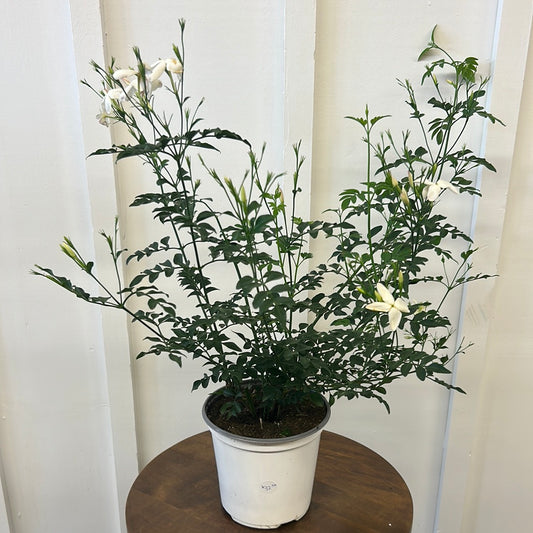Common Jasmine, 6”