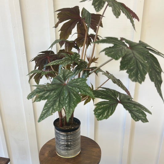 Lana Begonia, 6”