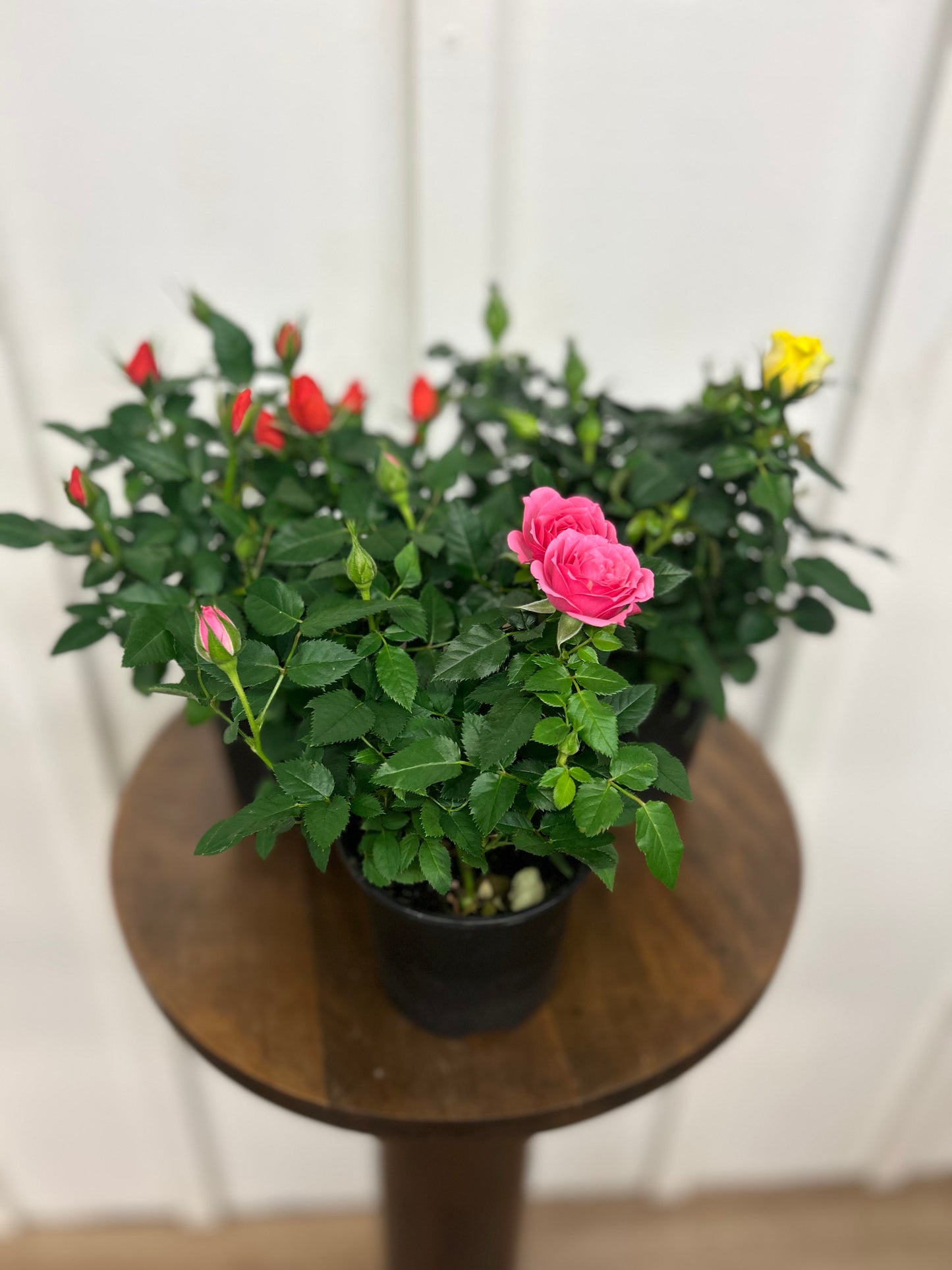 Mini Roses