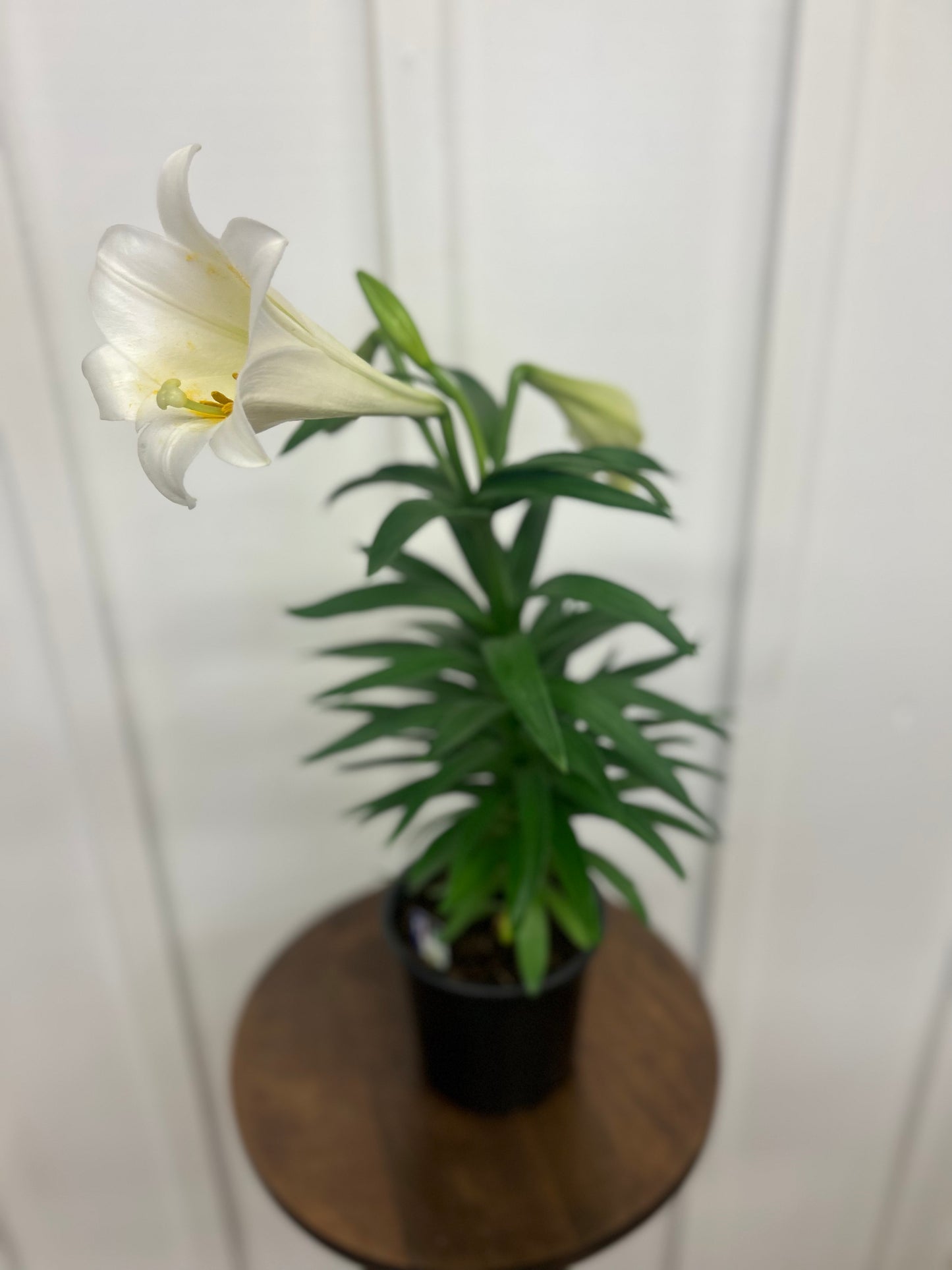 Easter Lilies, 6”