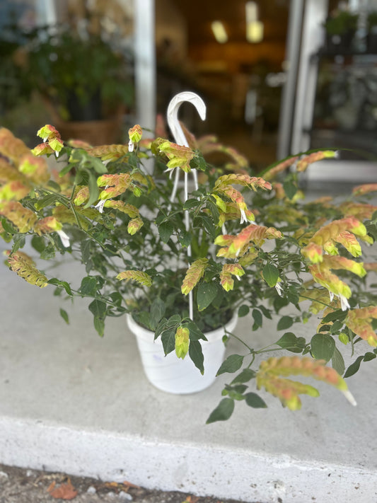 Beleperone, 8” hanging basket