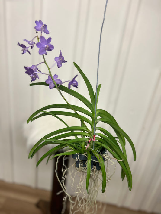 Vanda Orchid