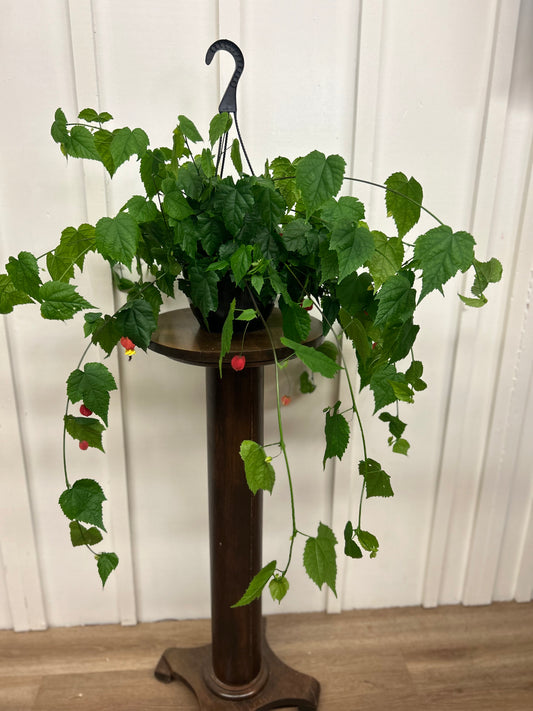 Abutilon, 8” hanging basket