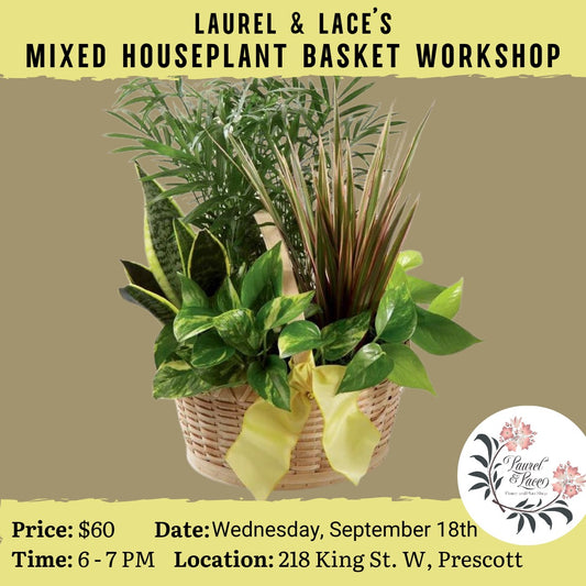 Mixed Houseplant Basket Workshop