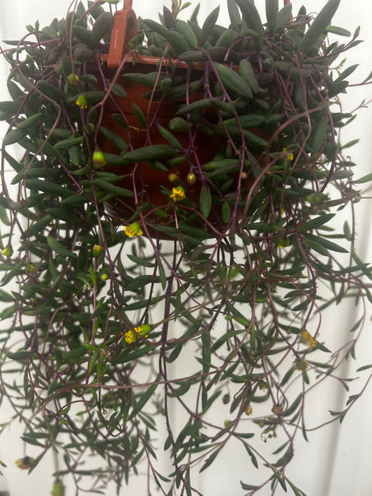 Ruby Necklace, 6” hanging basket