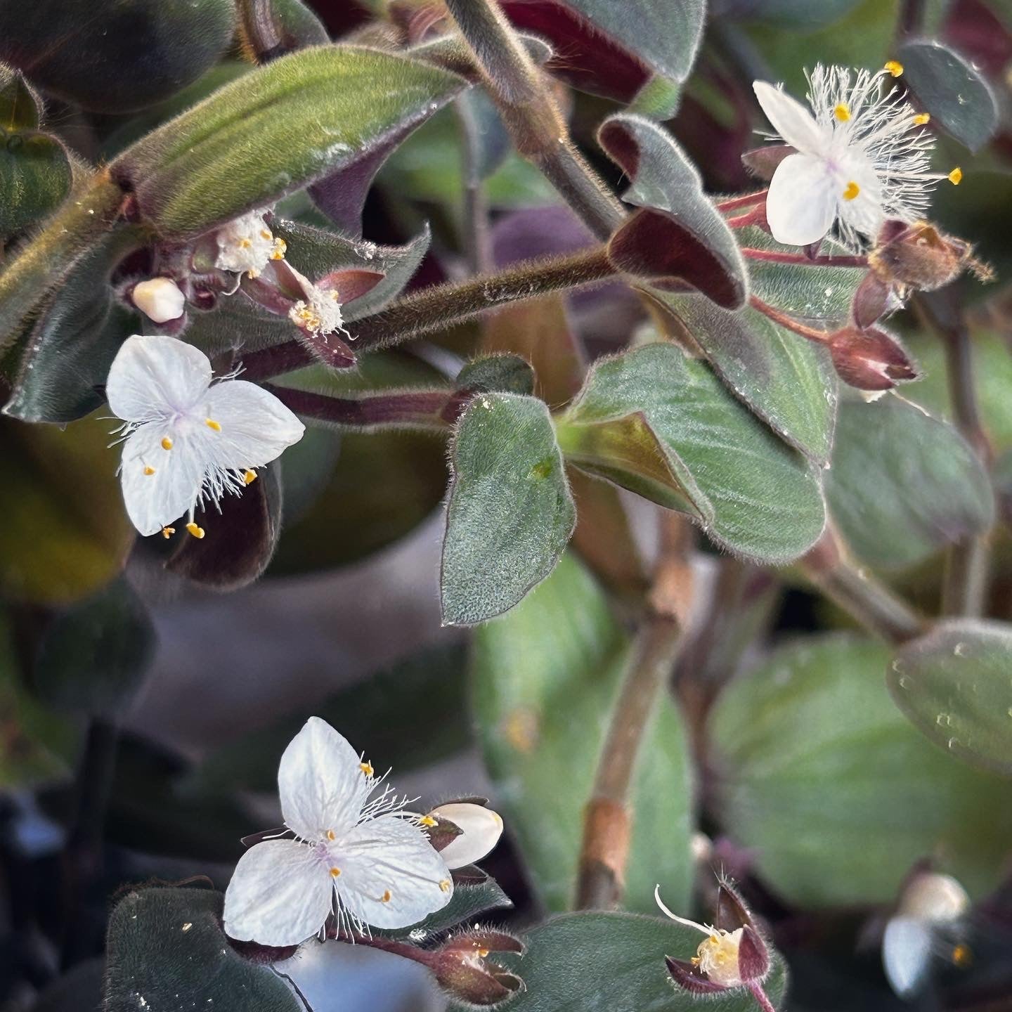 Teddy Bear Tradescantia