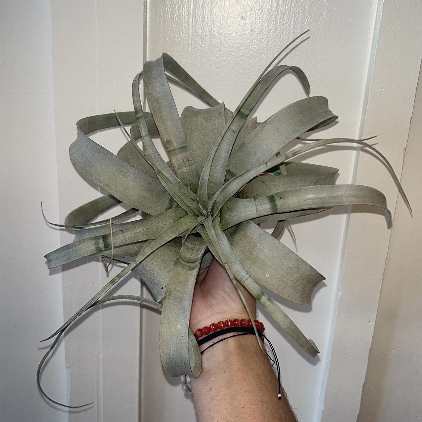 Xerographica