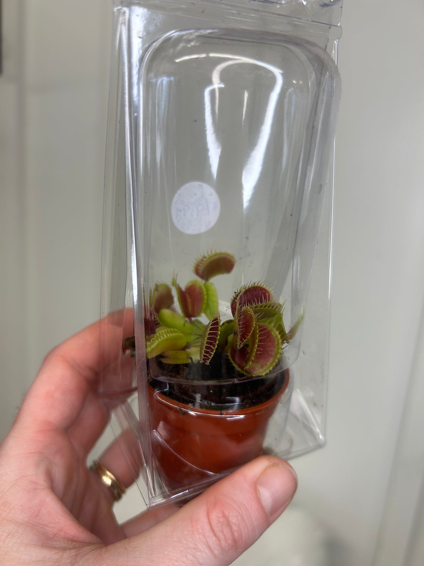 Venus Fly Trap, 2.5”