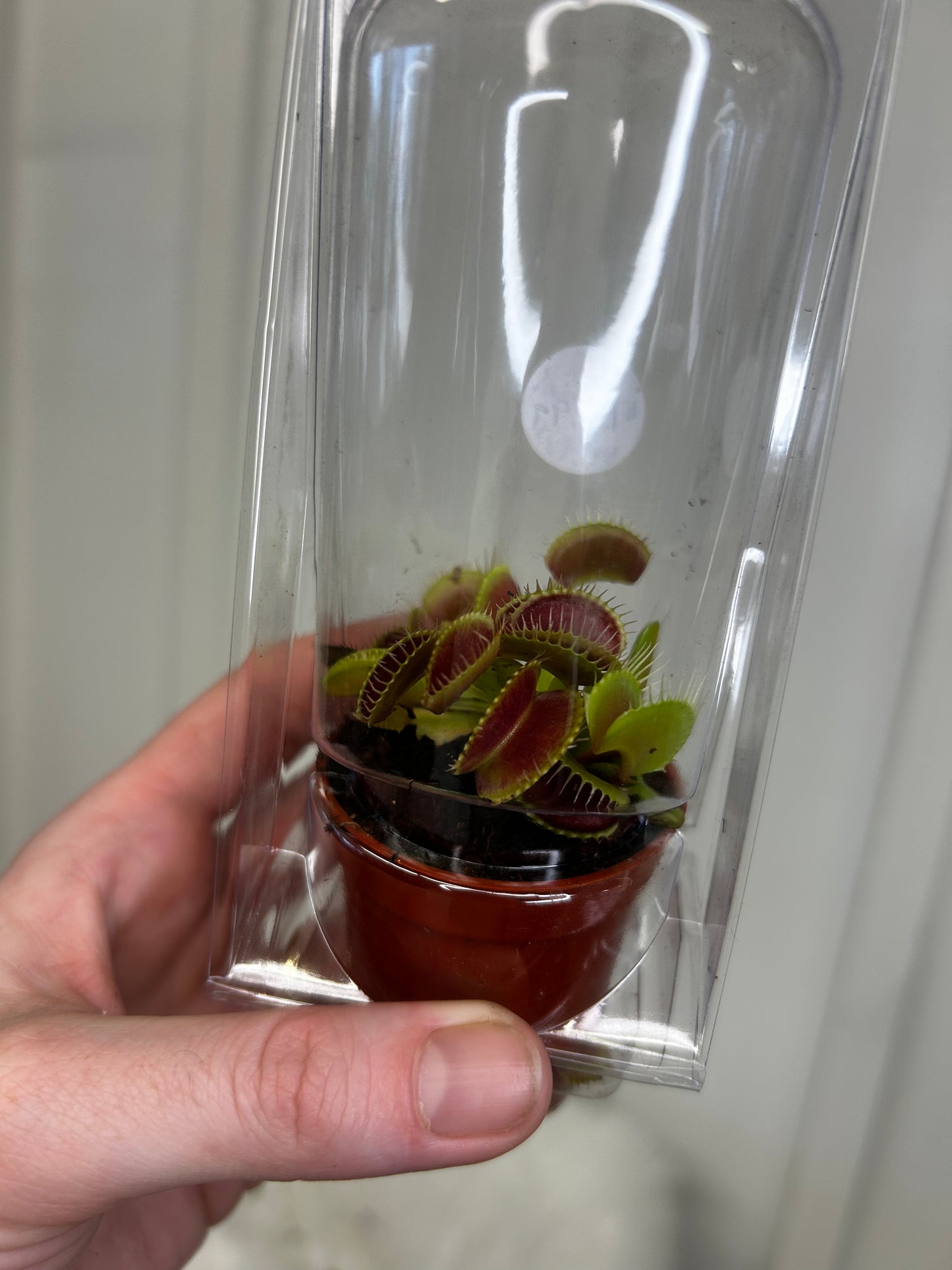 Venus Fly Trap, 2.5”