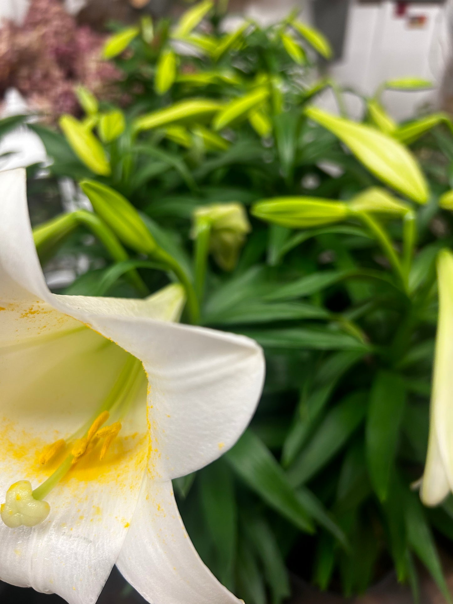 Easter Lilies, 6”