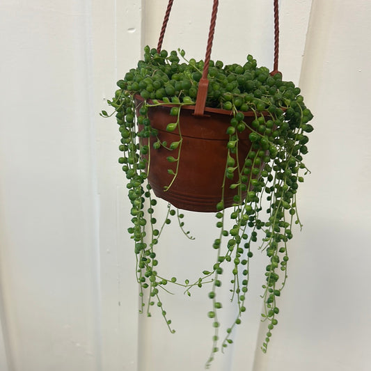 String of Pearls 6” hanging basket