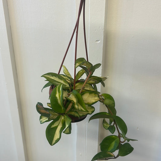 Hoya, 4” hanging basket