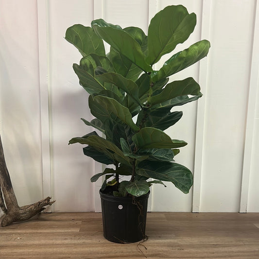 Ficus Lyrata 10” bush