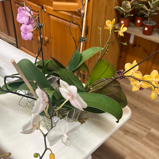 Small Orchids, assorted