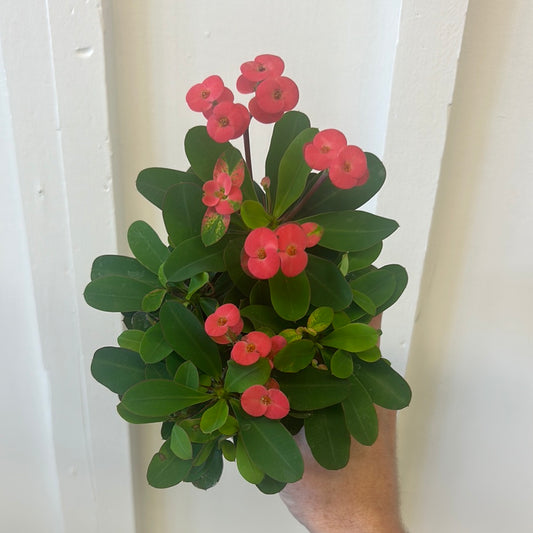 Crown of Thorns