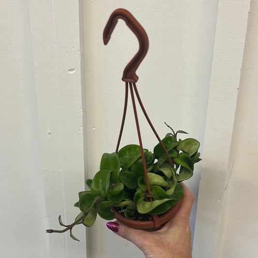 Hoya Rope 4.5” hanging basket